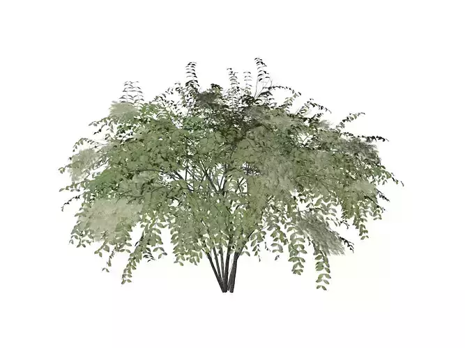 Japanese Angelica Tree - 01 -
