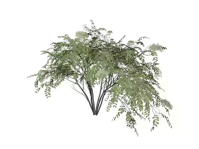 Japanese Angelica Tree - 02 -