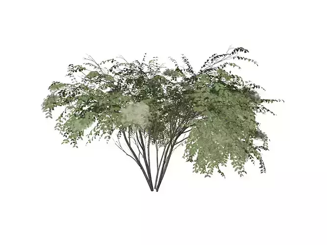 Japanese Angelica Tree - 03 -