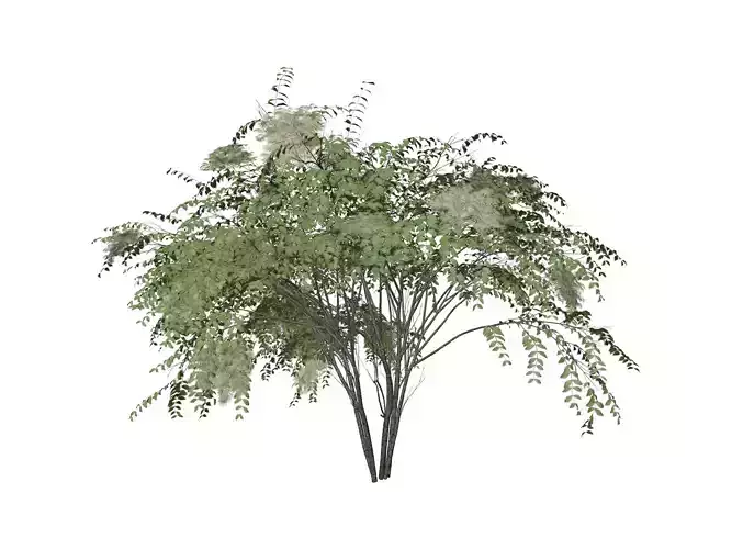 Japanese Angelica Tree - 04 -