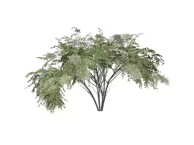 Japanese Angelica Tree - 05 -