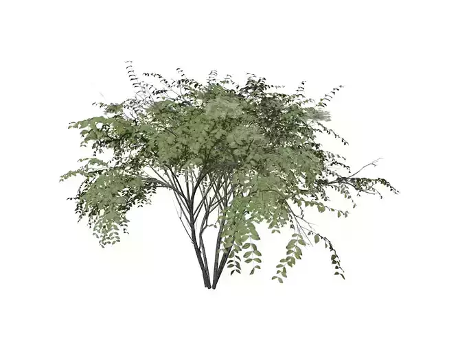 Japanese Angelica Tree - 06 -