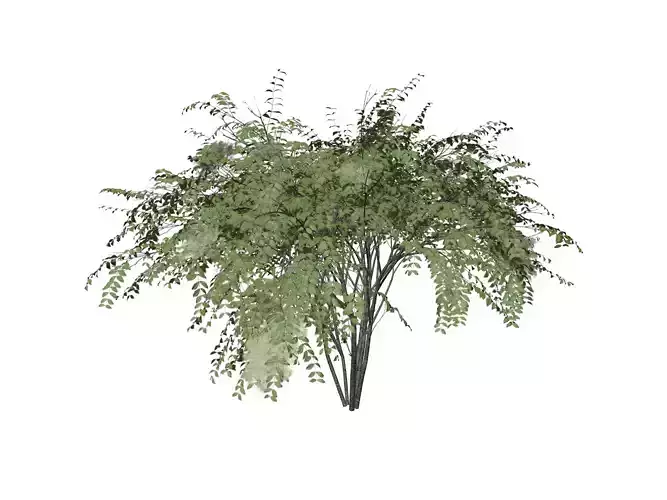 Japanese Angelica Tree - 07 -
