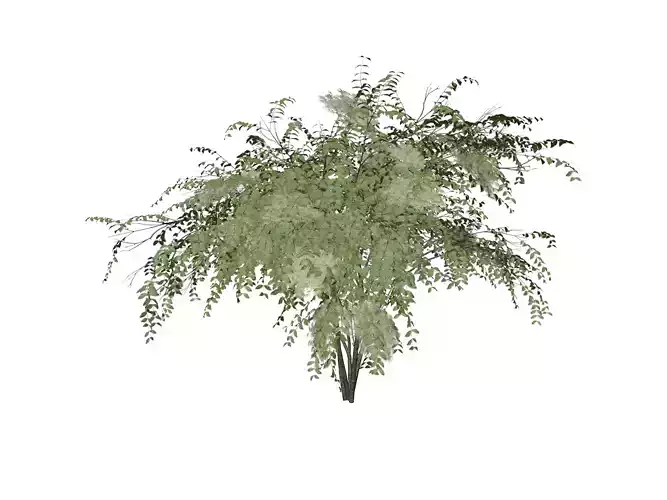 Japanese Angelica Tree - 08 -