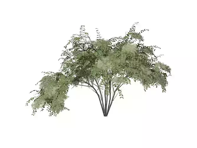 Japanese Angelica Tree - 09 -
