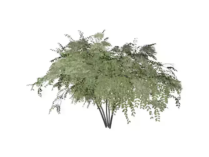 Japanese Angelica Tree - 10 -
