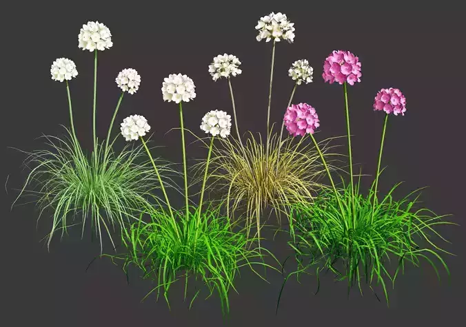 Sea Thrift flowers 3d collection
