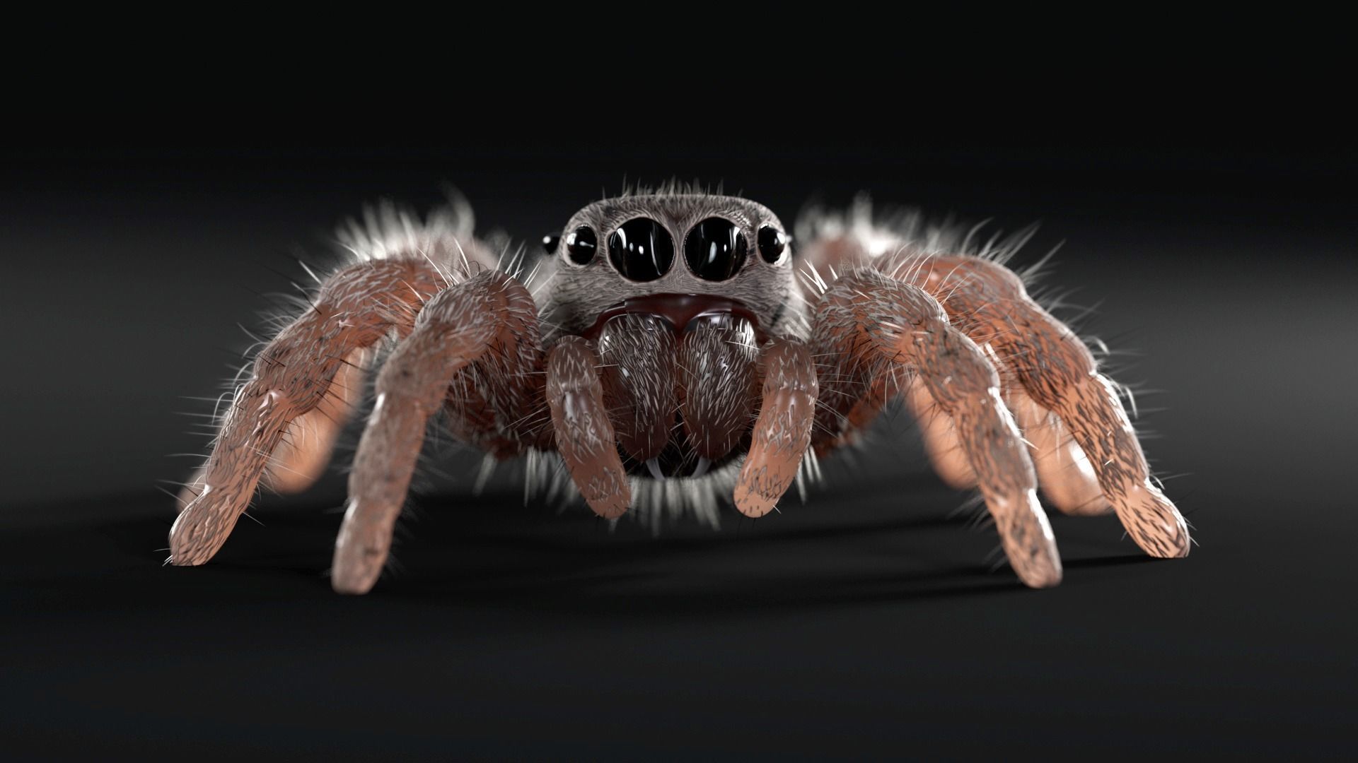 Jumping Spider Low-poly 3D model_4