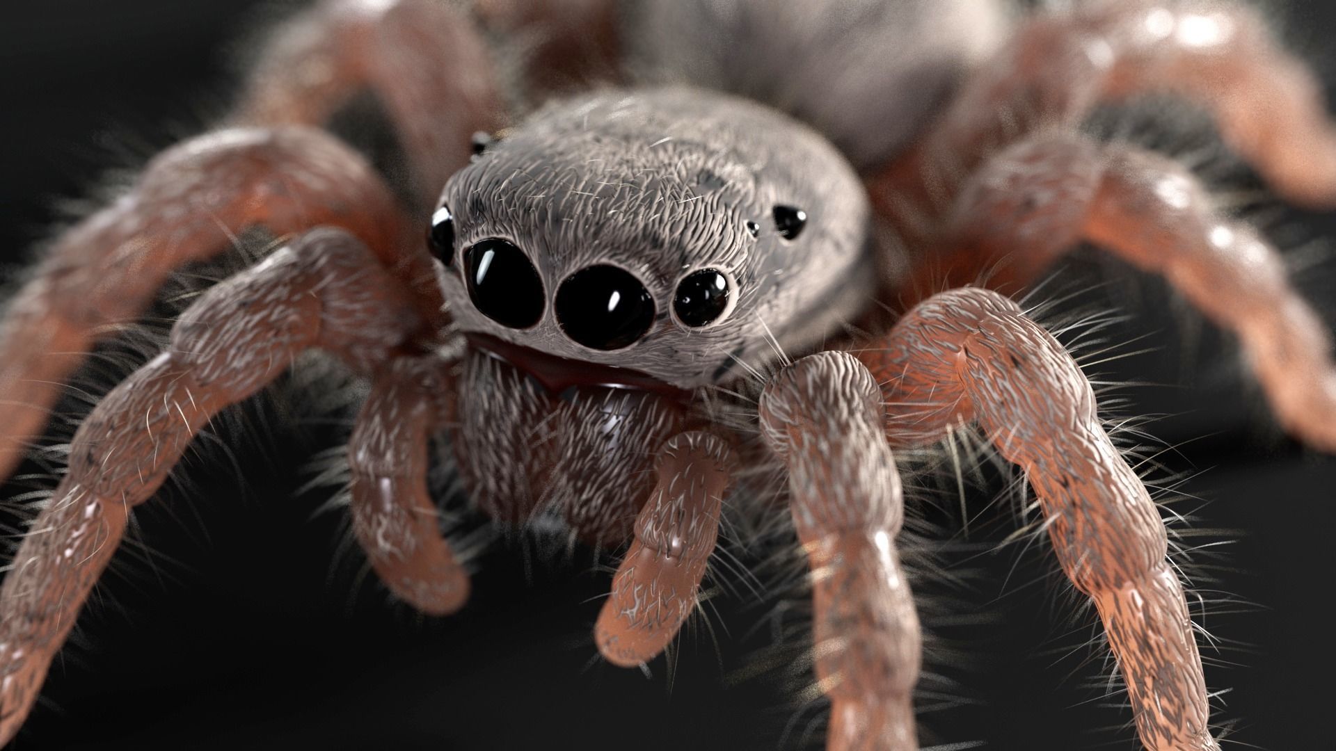 Jumping Spider Low-poly 3D model_10