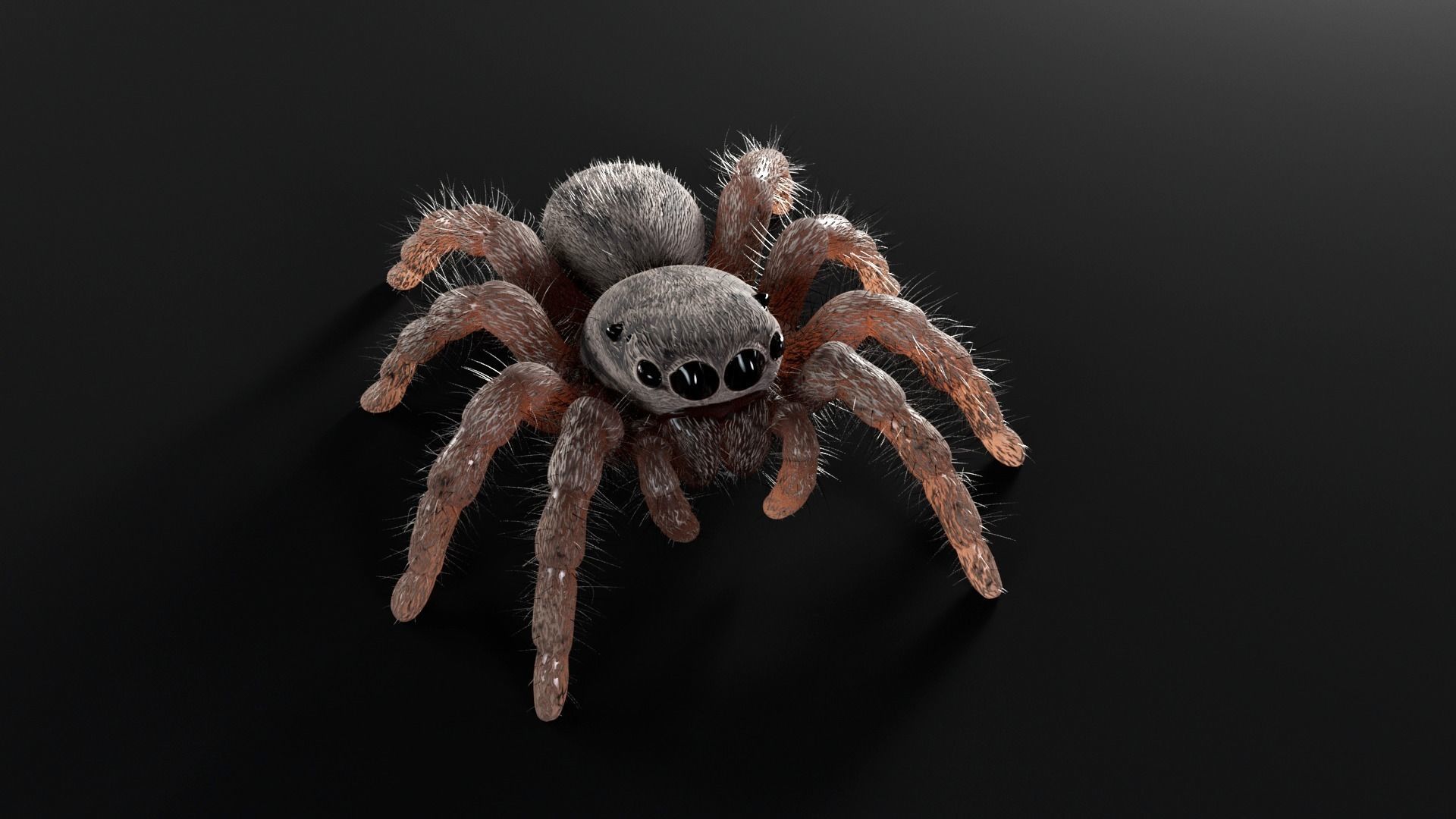 Jumping Spider Low-poly 3D model_3