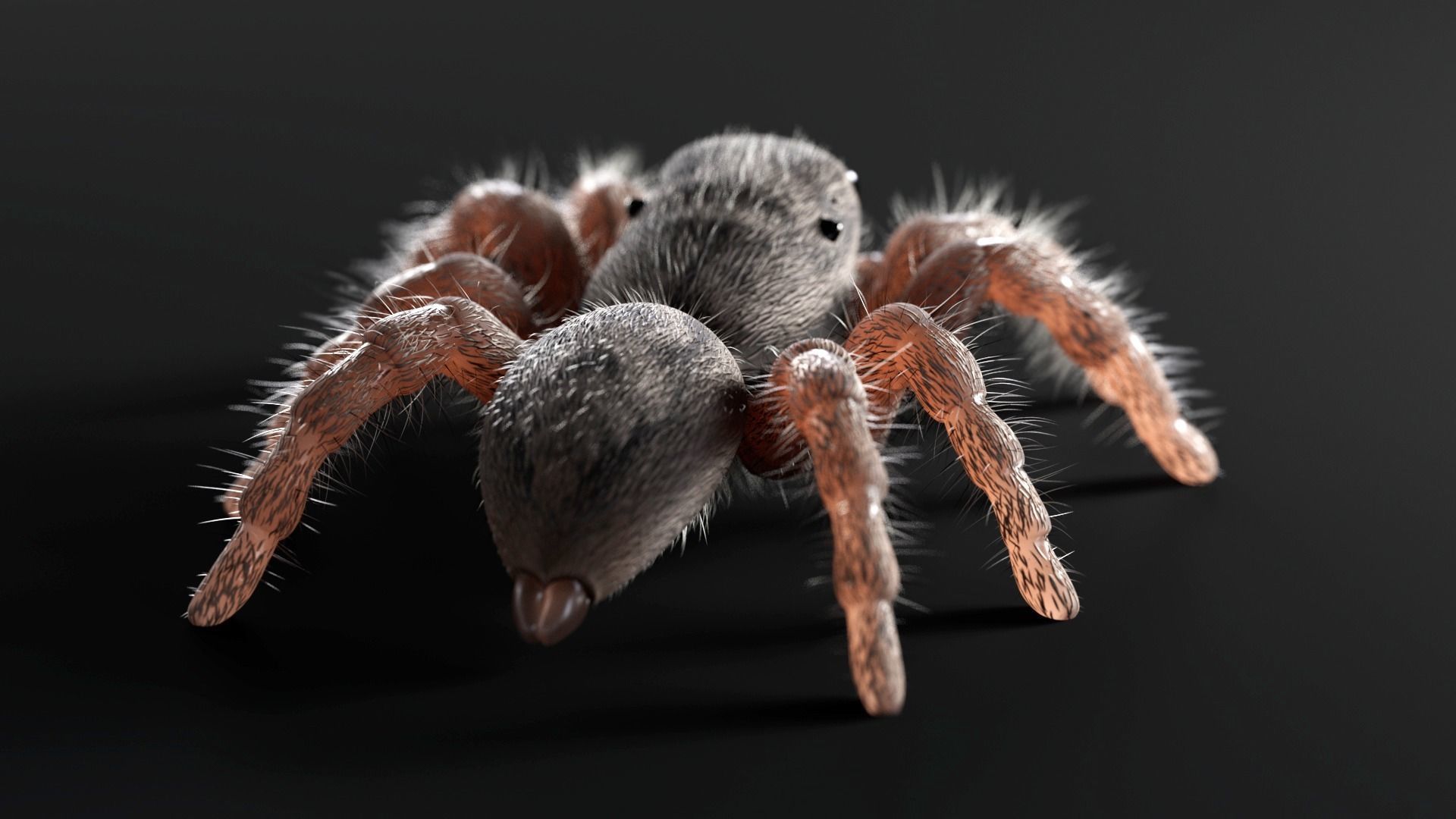 Jumping Spider Low-poly 3D model_5