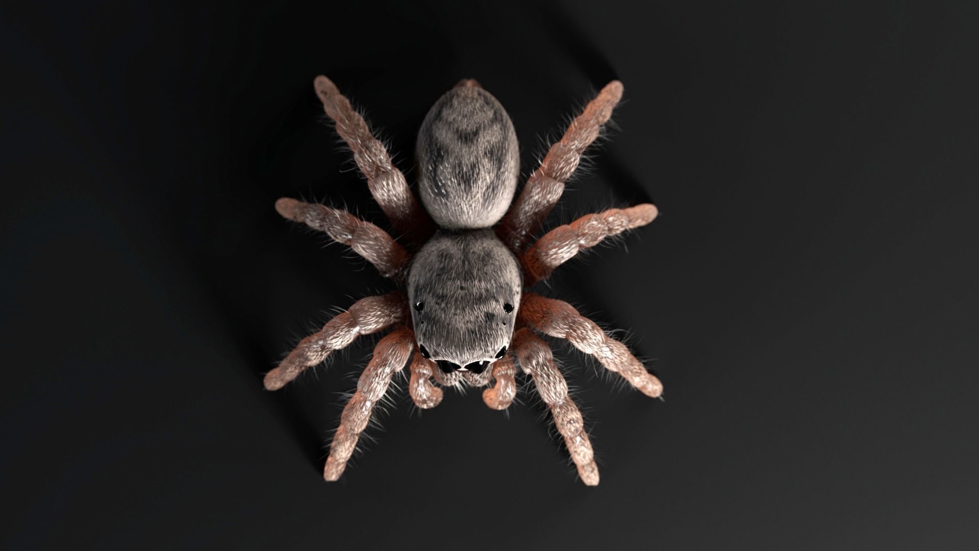 Jumping Spider Low-poly 3D model_7