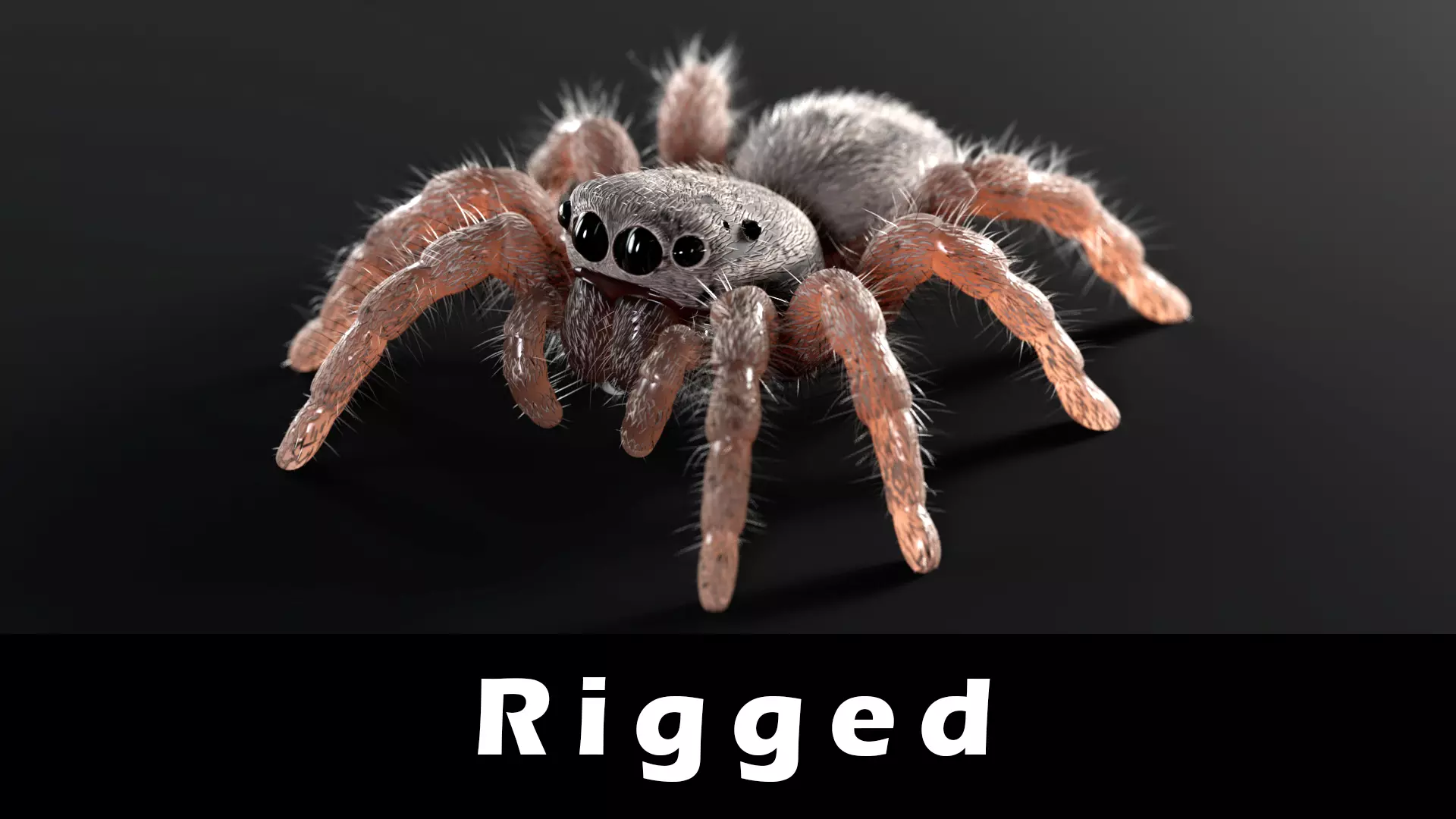 Jumping Spider Low-poly 3D model_0