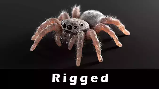 Jumping Spider Low-poly 3D model