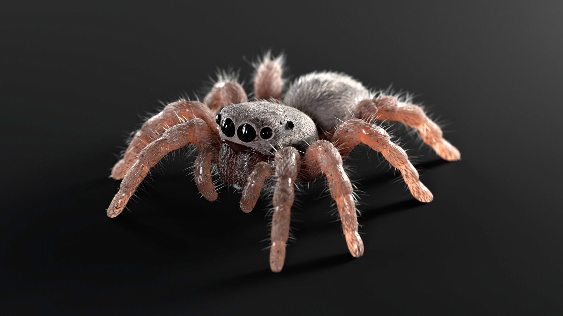 Jumping Spider Low-poly 3D model_9