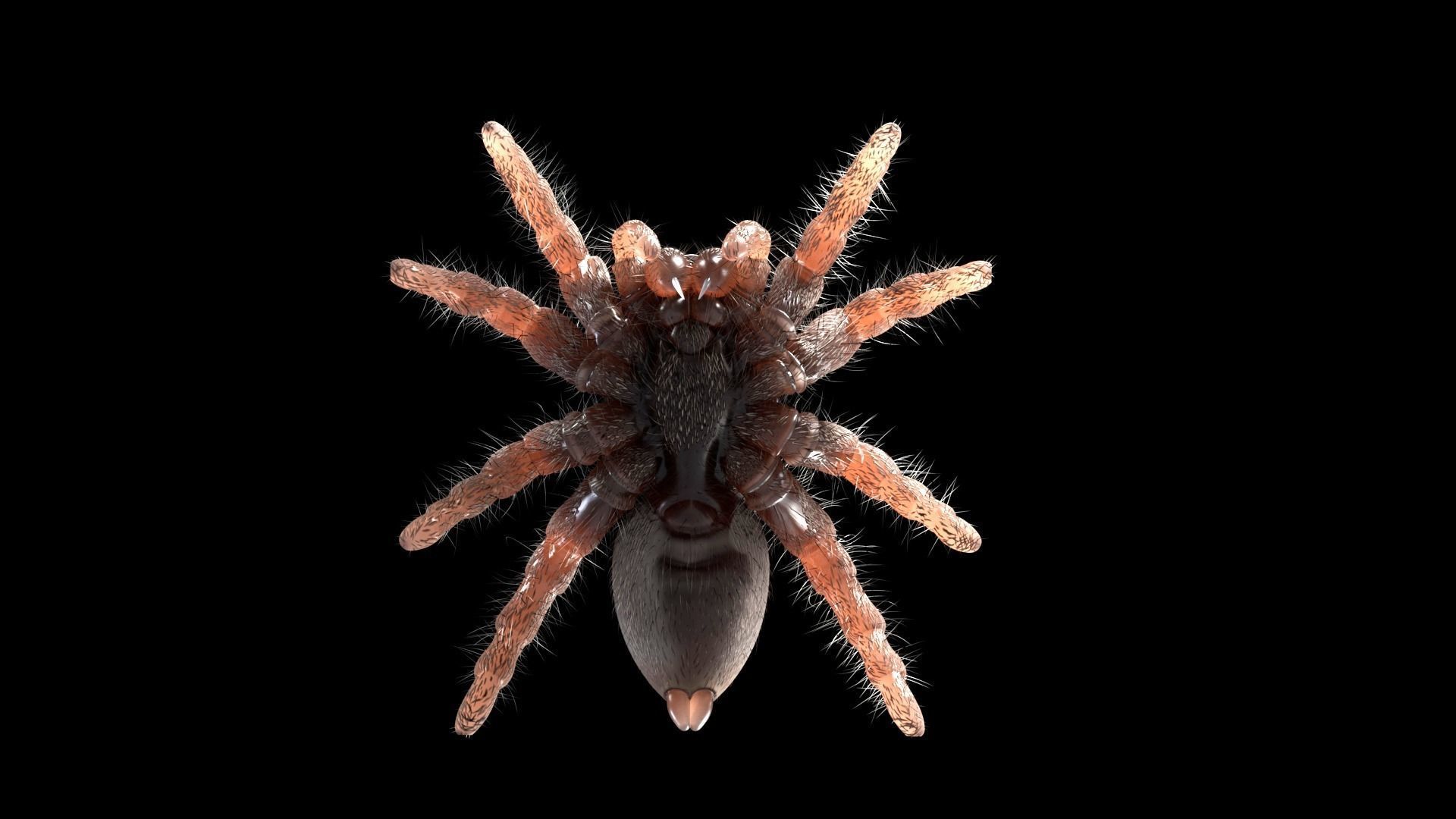 Jumping Spider Low-poly 3D model_8