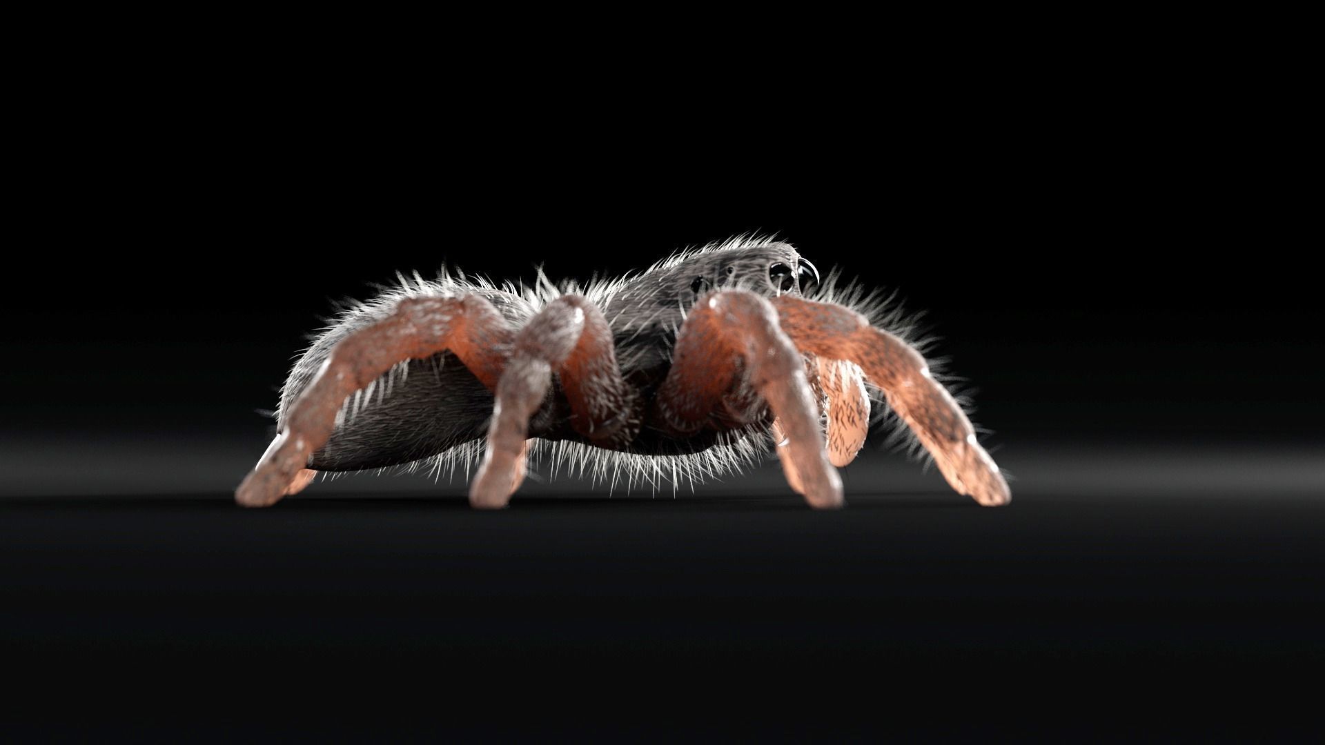 Jumping Spider Low-poly 3D model_6