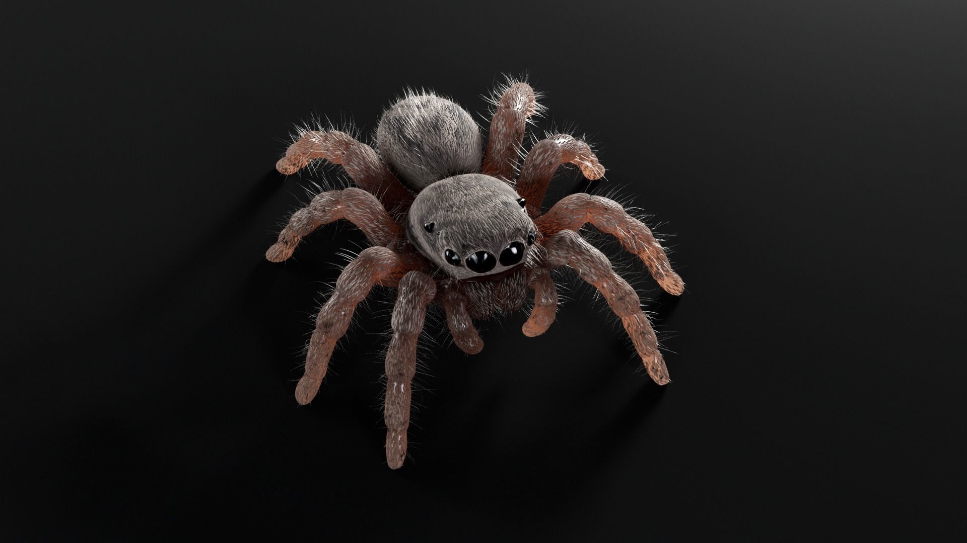 Jumping Spider Low-poly 3D model_2