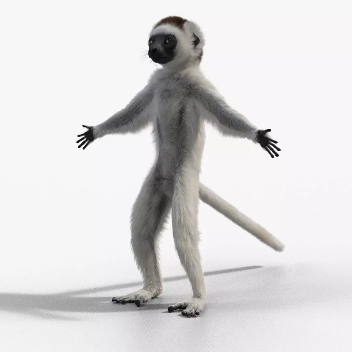Little White Sifaka - VFX Grace 3D model