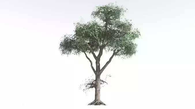EVERYPlant Kauri Pine LowPoly 2 --16 Models-- Low-poly 3D model