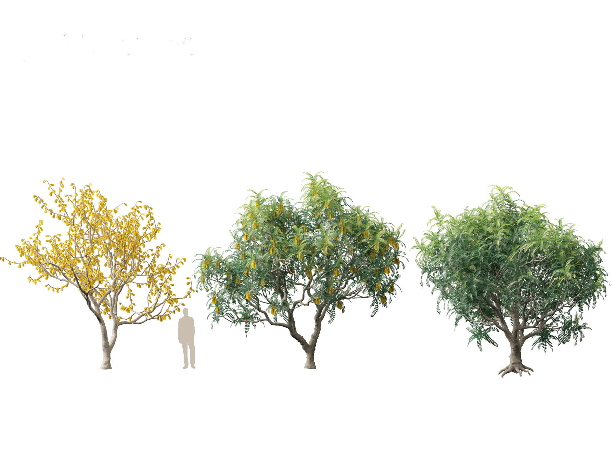 Sophora microphylla - New Zealand Christmas tree 3D model_6