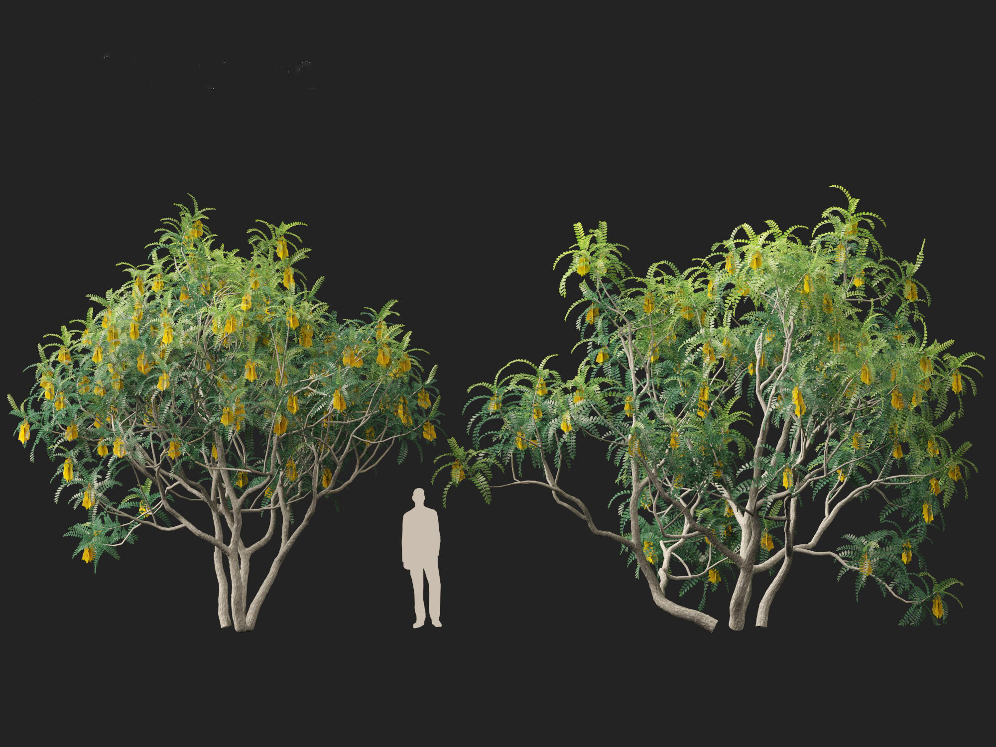 Sophora microphylla - New Zealand Christmas tree 3D model_9