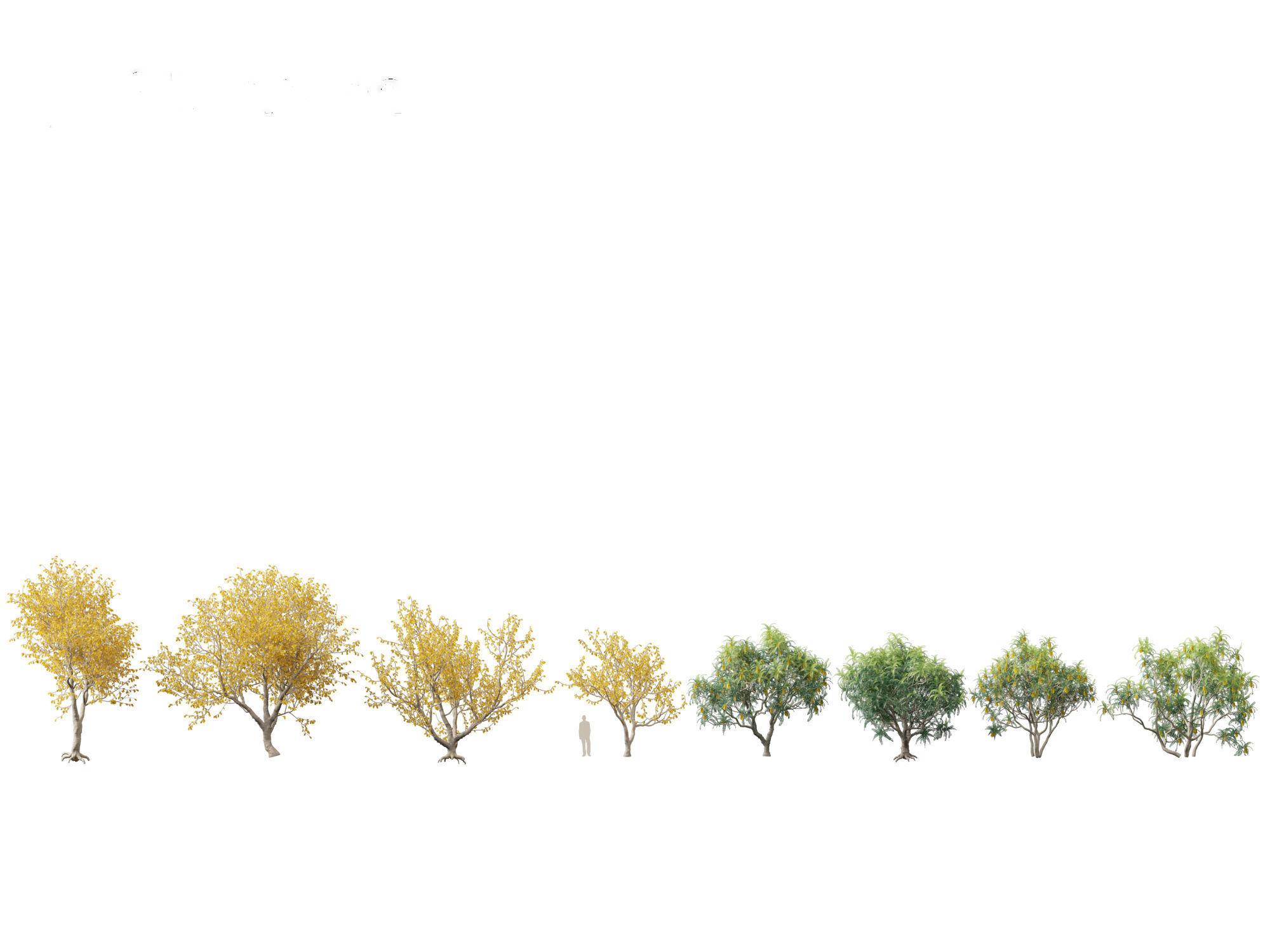 Sophora microphylla - New Zealand Christmas tree 3D model_1