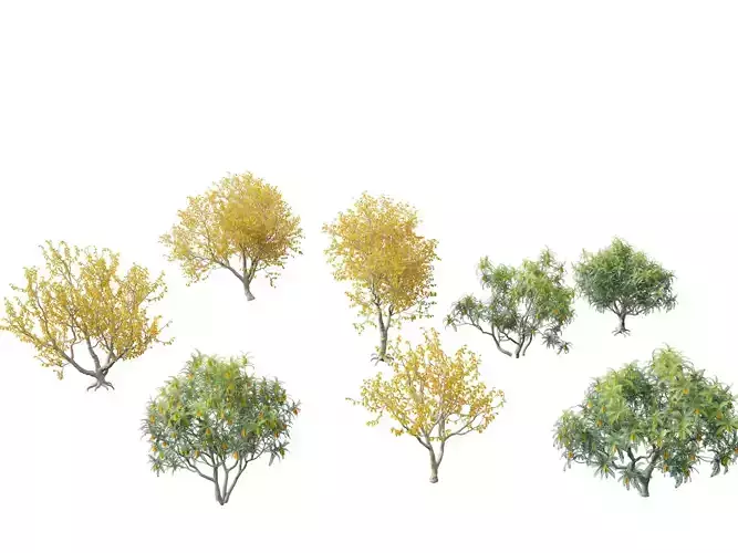 Sophora microphylla - New Zealand Christmas tree