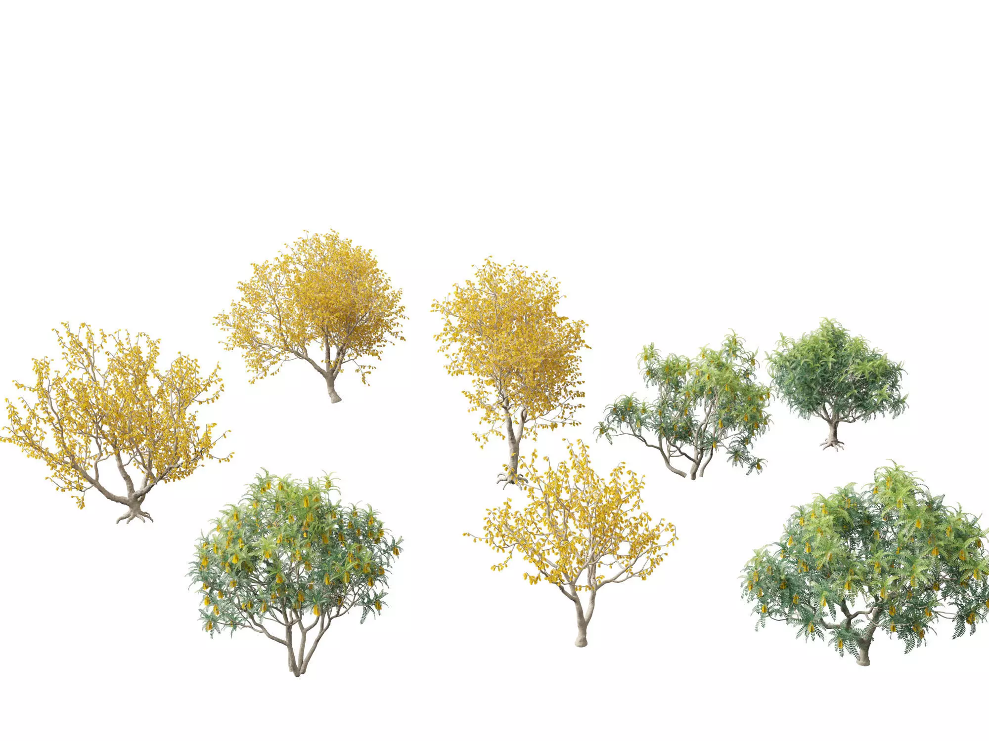 Sophora microphylla - New Zealand Christmas tree 3D model_0