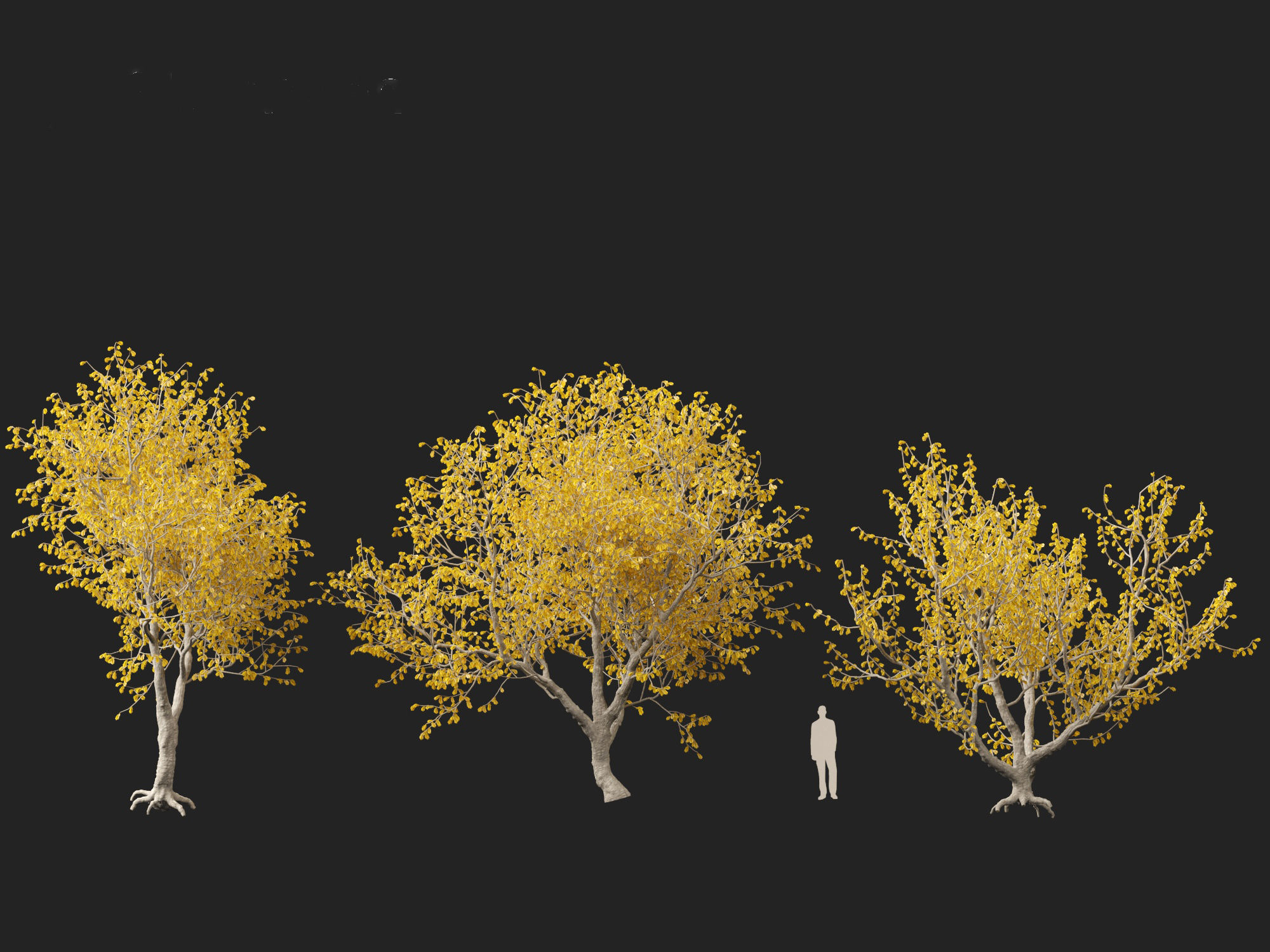 Sophora microphylla - New Zealand Christmas tree 3D model_5