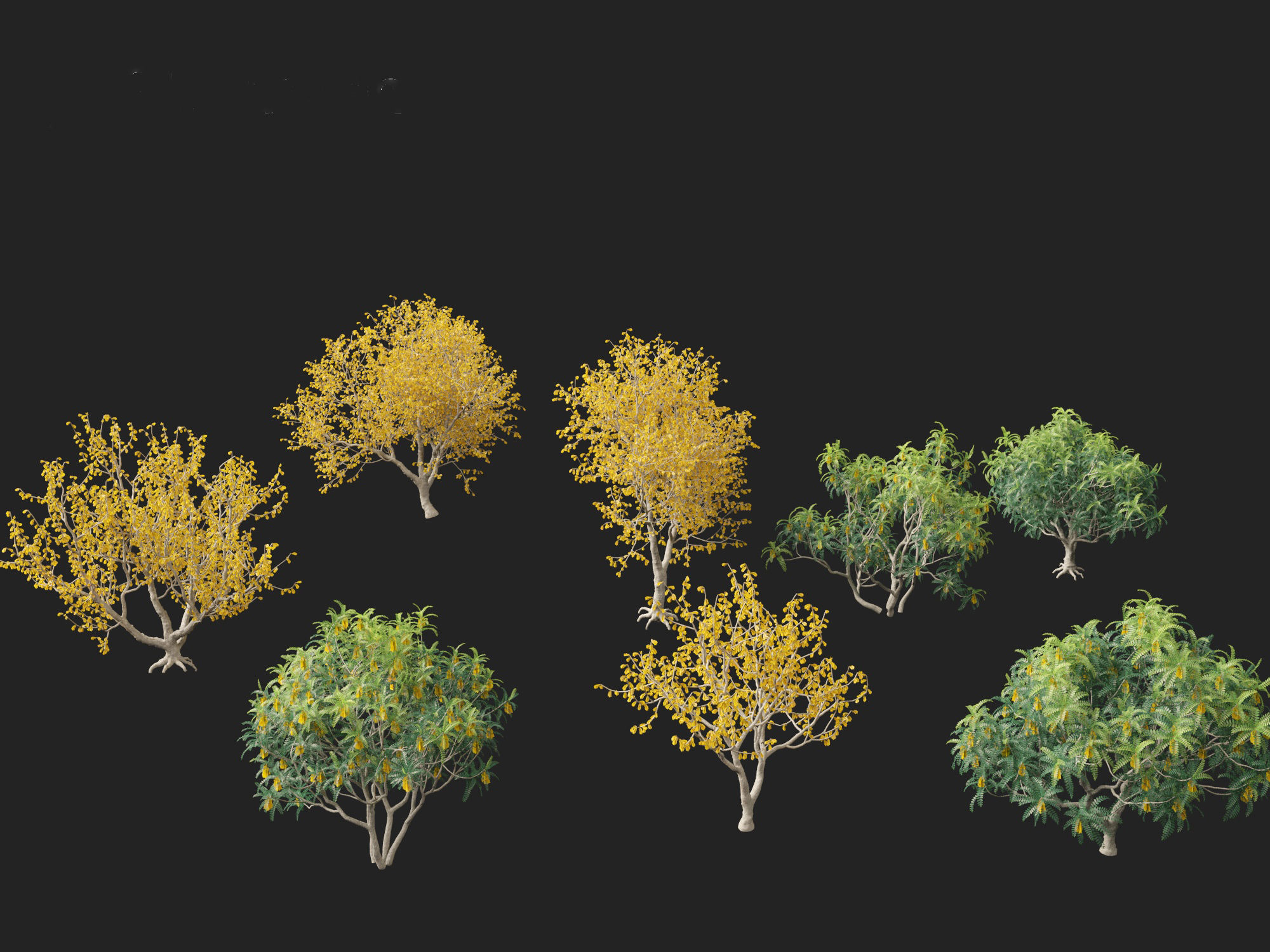 Sophora microphylla - New Zealand Christmas tree 3D model_2