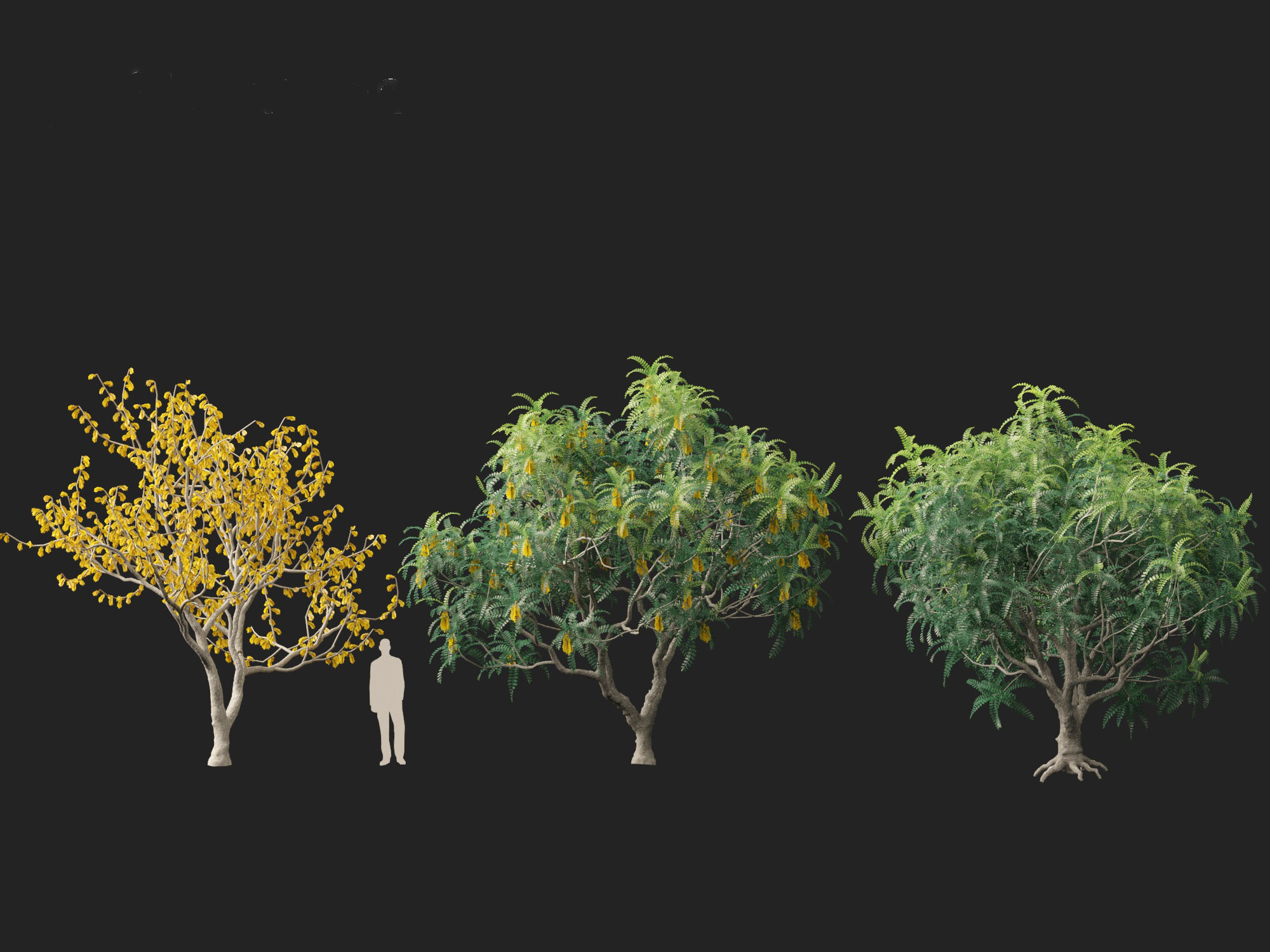 Sophora microphylla - New Zealand Christmas tree 3D model_7