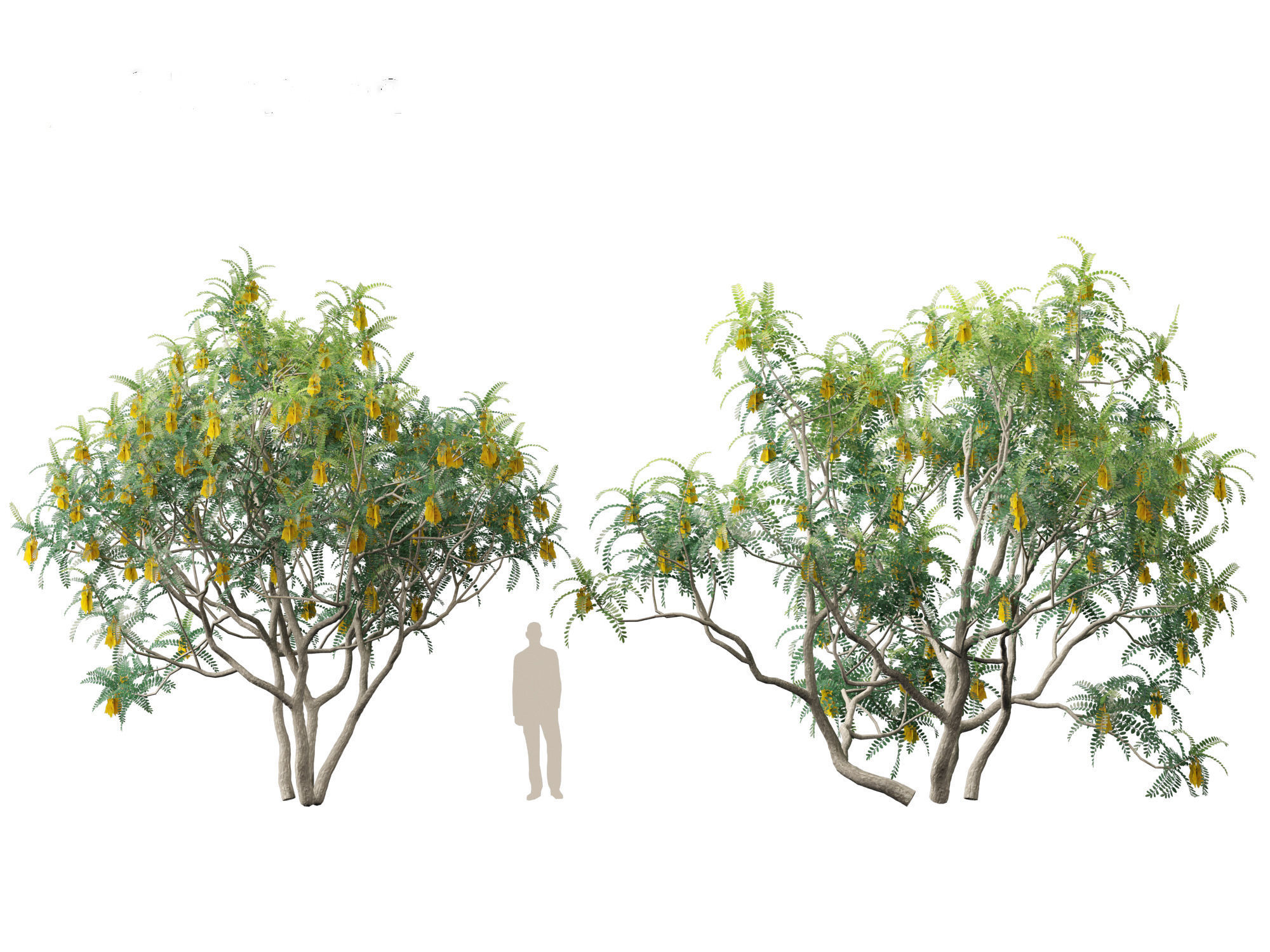 Sophora microphylla - New Zealand Christmas tree 3D model_8