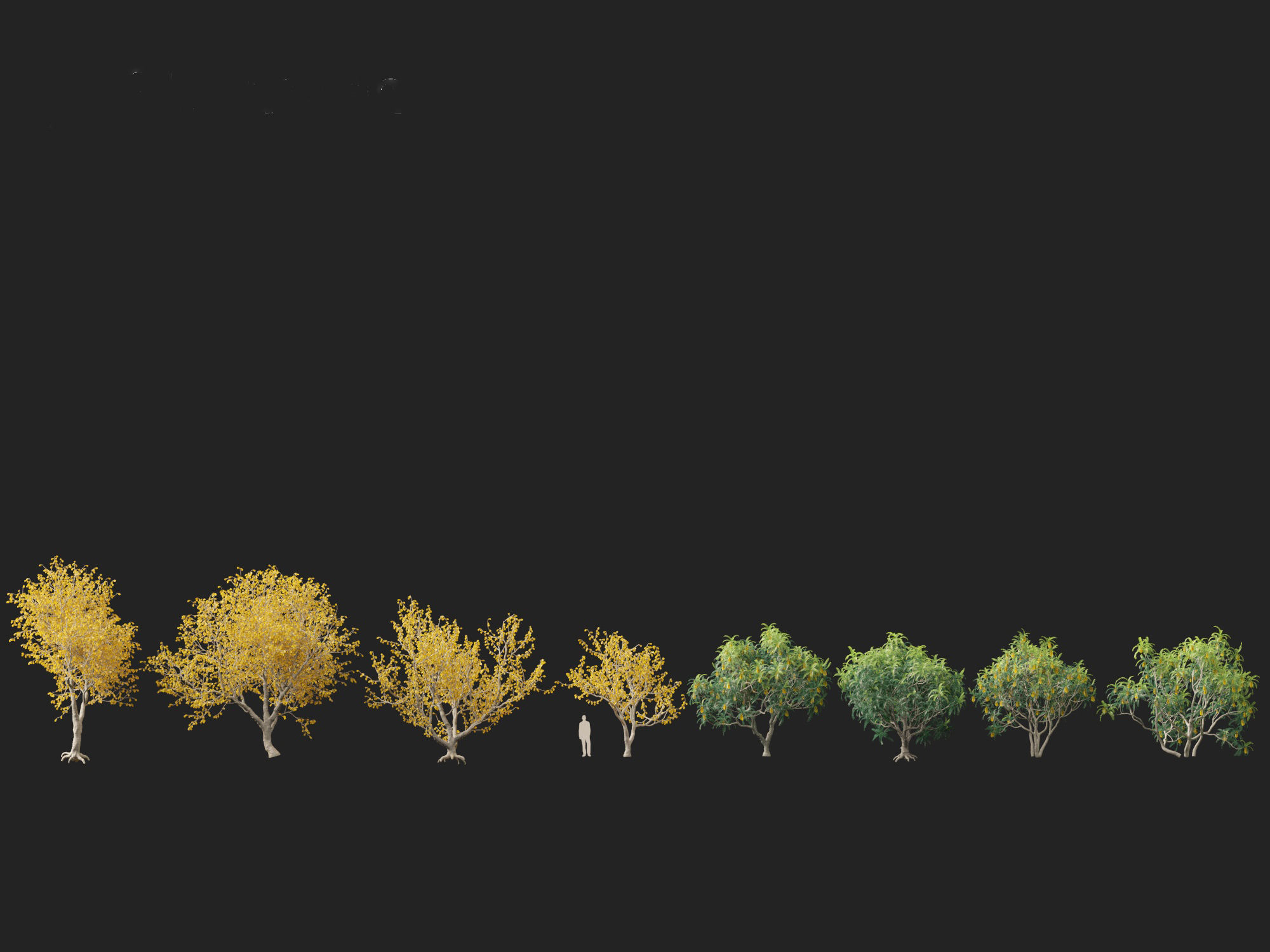 Sophora microphylla - New Zealand Christmas tree 3D model_3