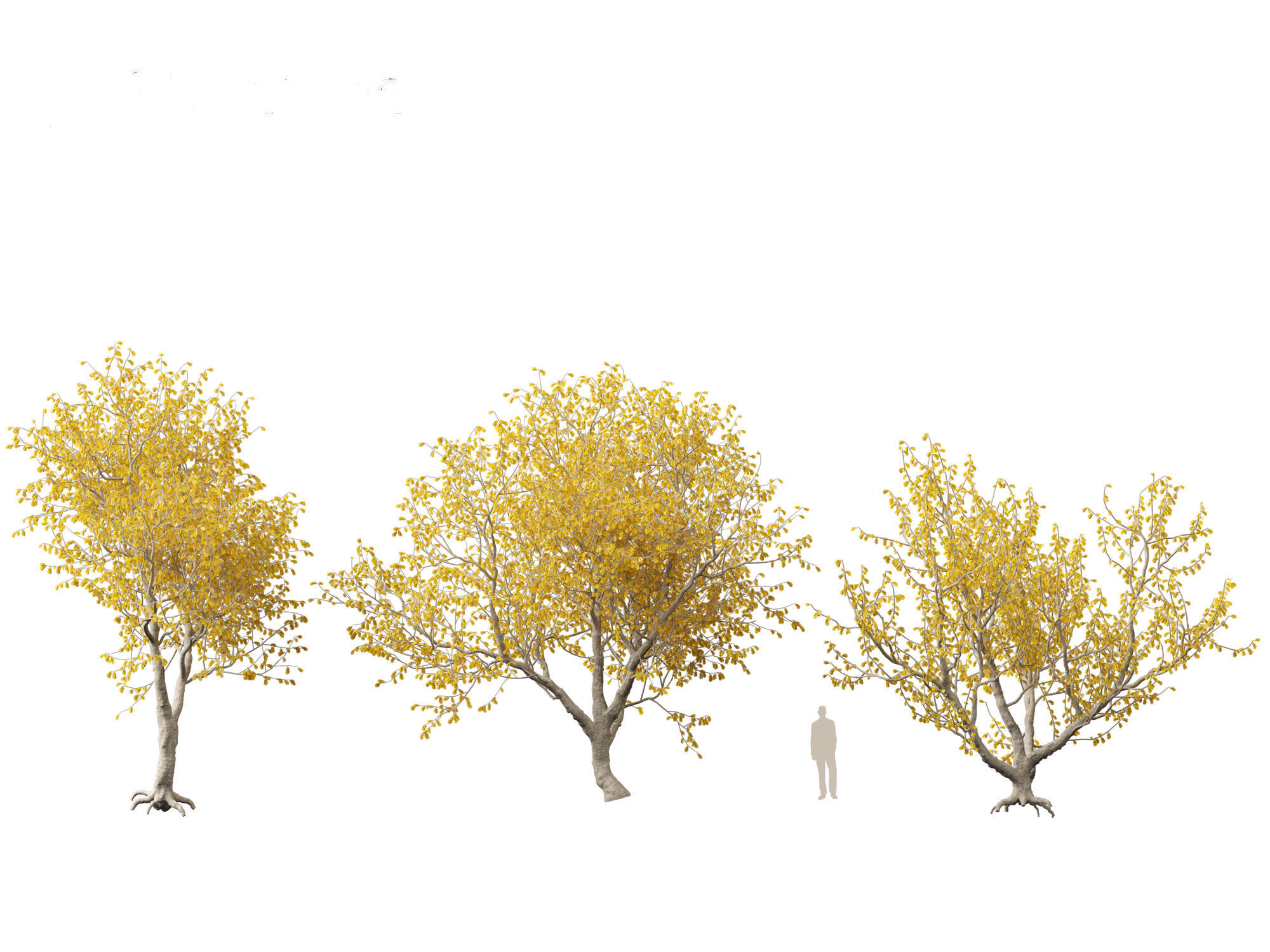 Sophora microphylla - New Zealand Christmas tree 3D model_4