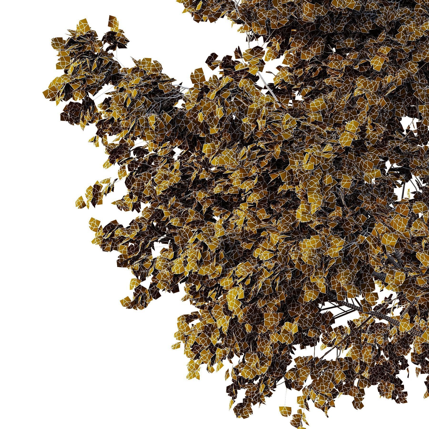 Acer pseudoplatanus Tree01 3D model_4