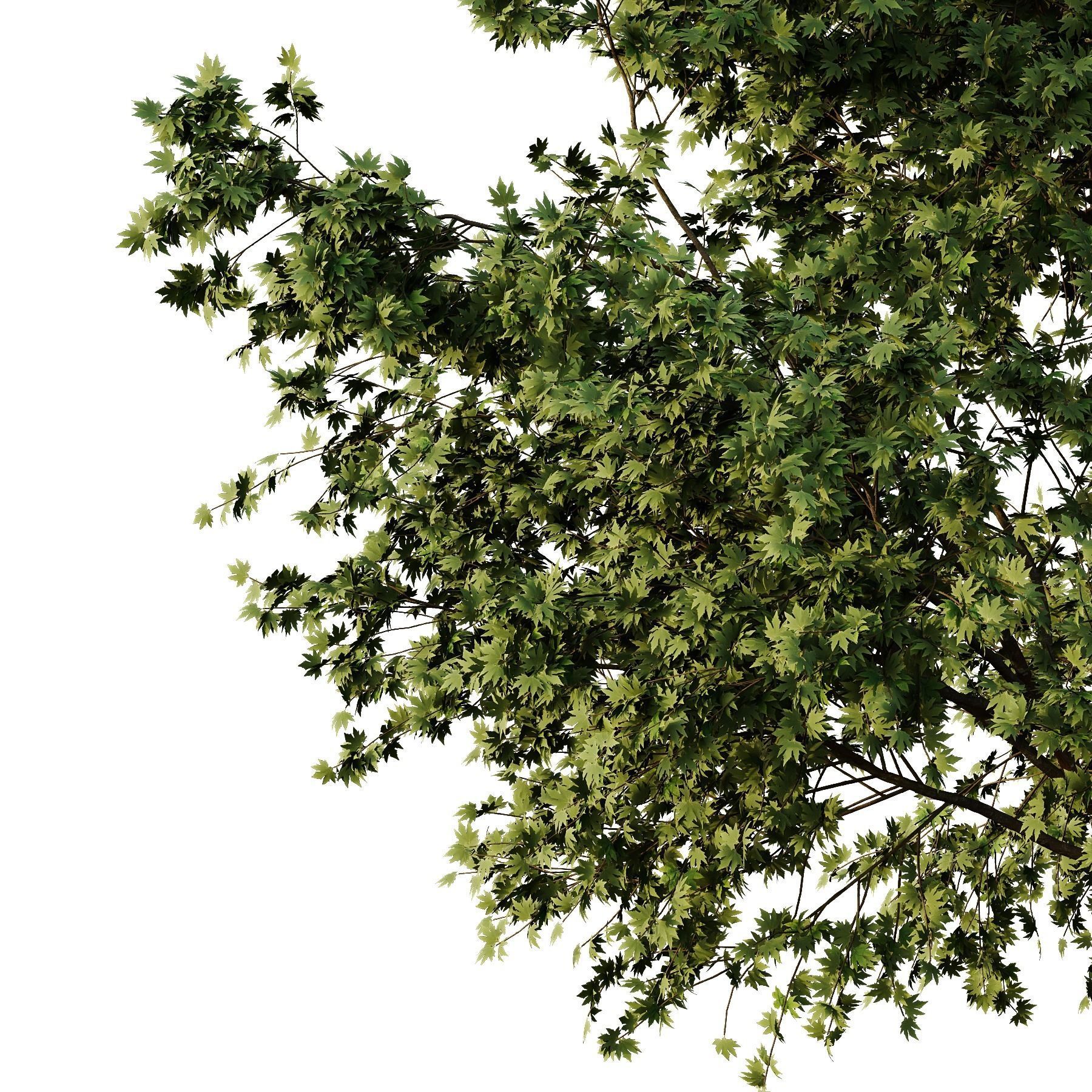 Acer pseudoplatanus Tree01 3D model_3