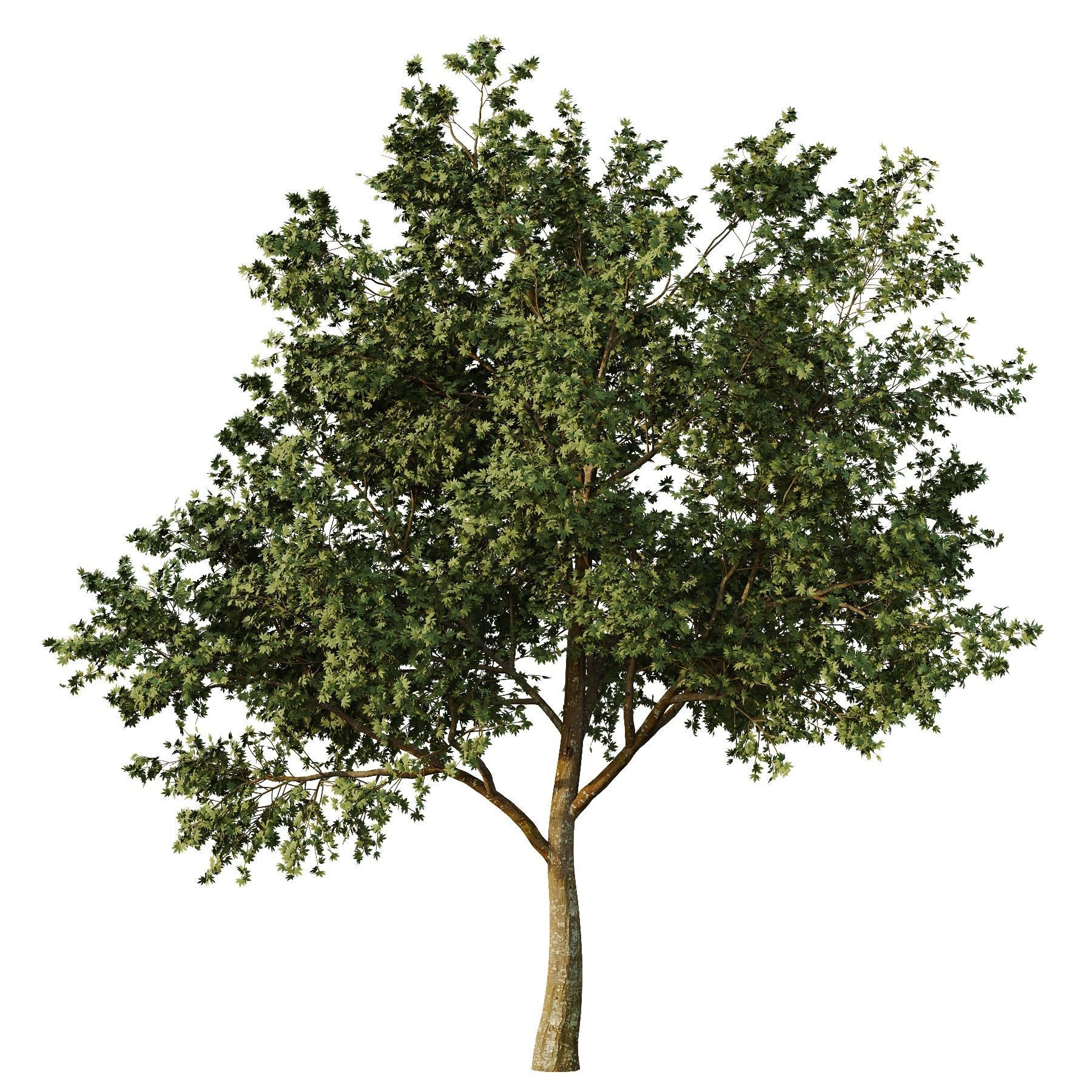 Acer pseudoplatanus Tree01 3D model_2