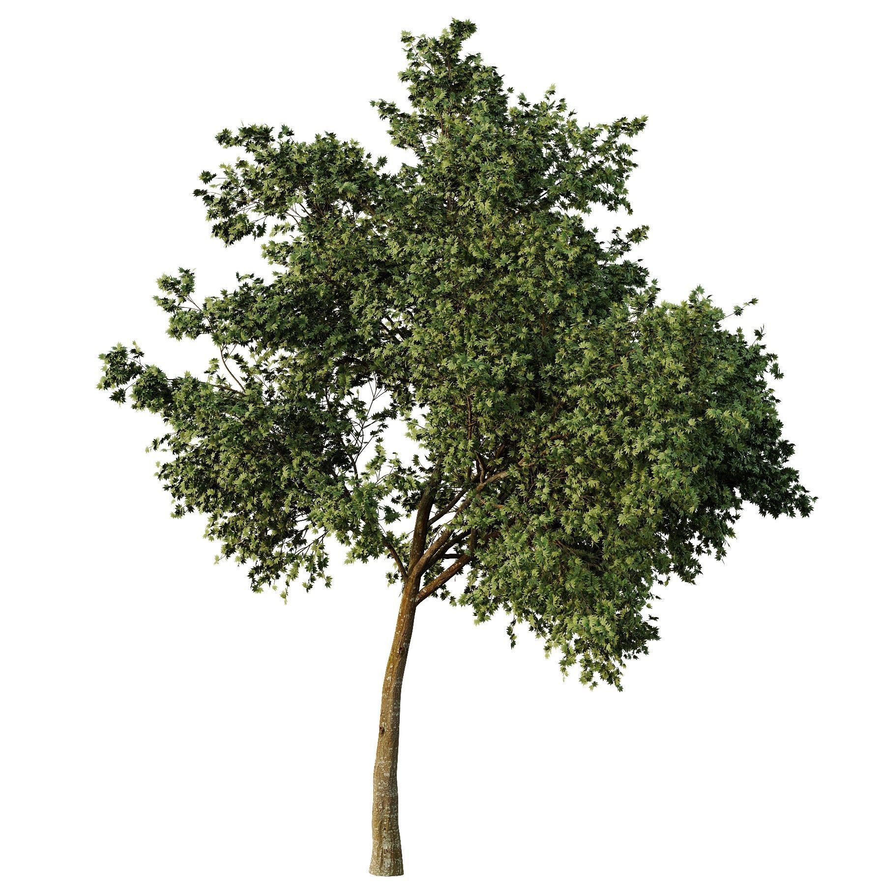 Acer pseudoplatanus Tree01 3D model_1