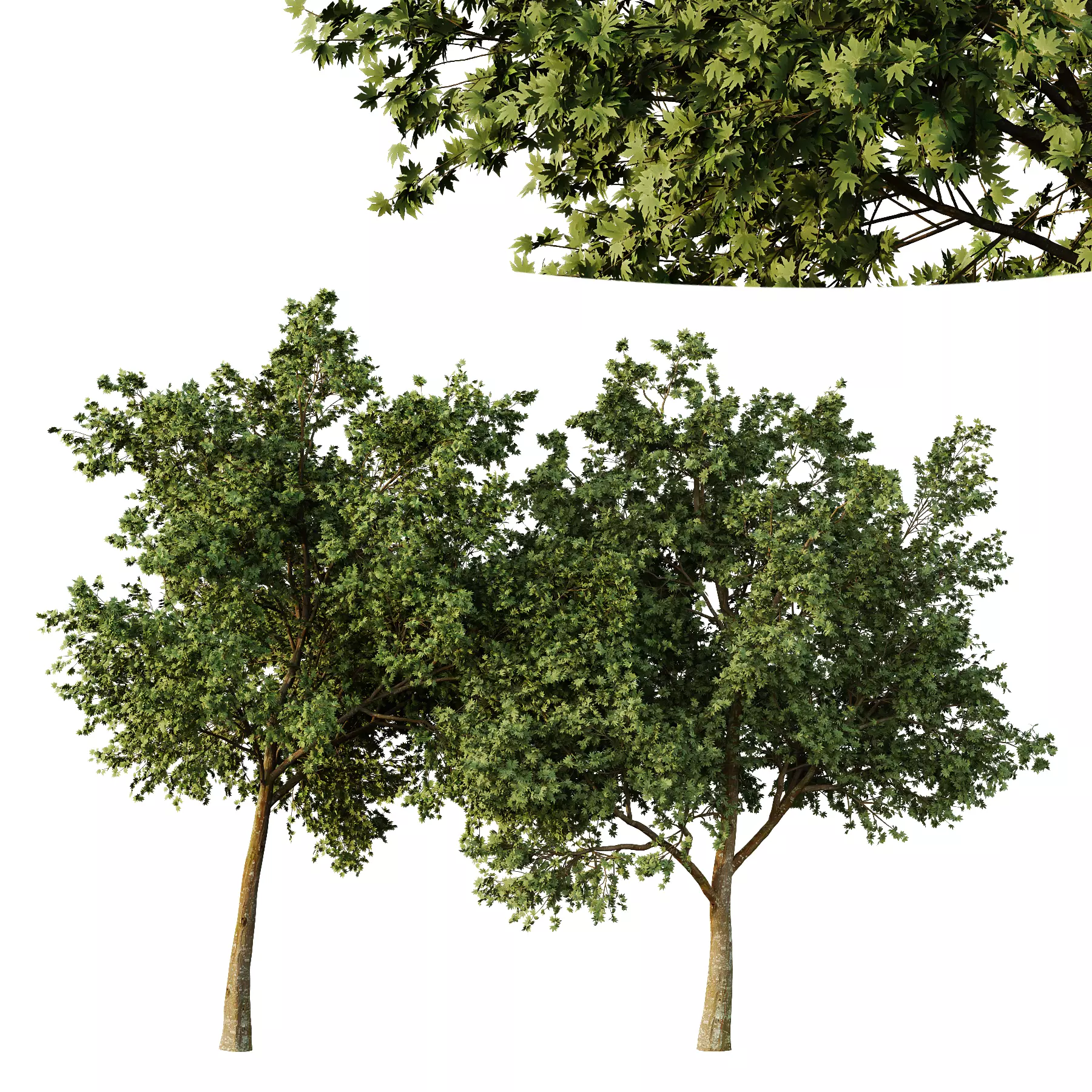 Acer pseudoplatanus Tree01 3D model_0