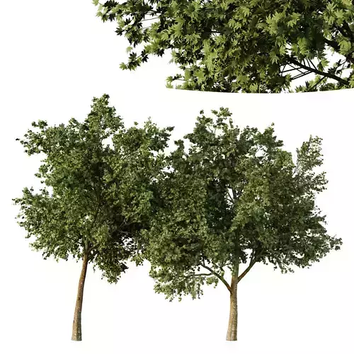 Acer pseudoplatanus Tree01 3D model
