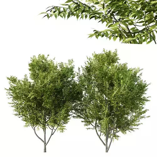 Manchurian Ash Tree01 3D model