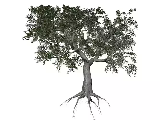 Japanese Maple Tree - 01 -