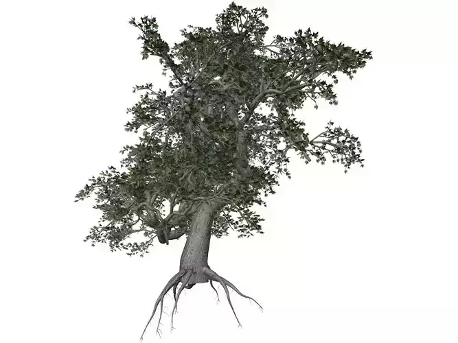 Japanese Maple Tree - 02 -