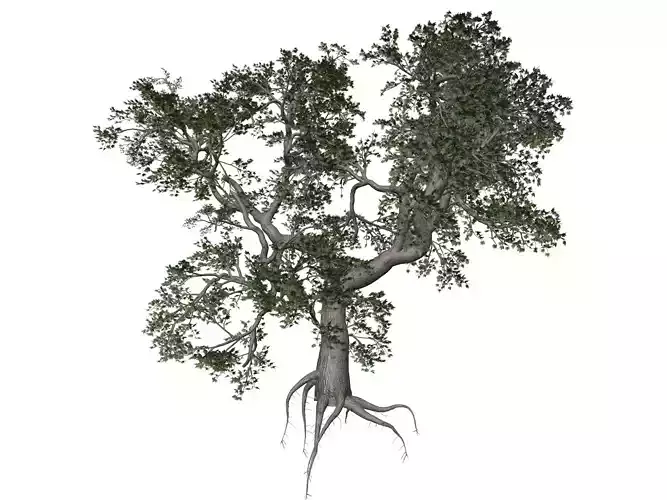 Japanese Maple Tree - 03 -