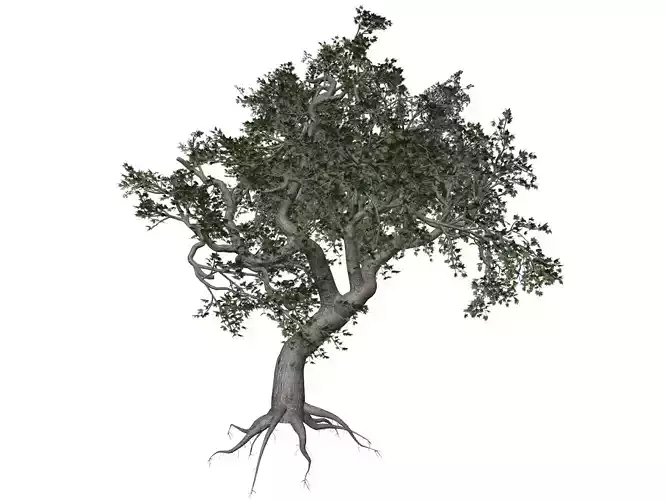 Japanese Maple Tree - 04 -