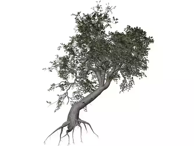 Japanese Maple Tree - 05 -