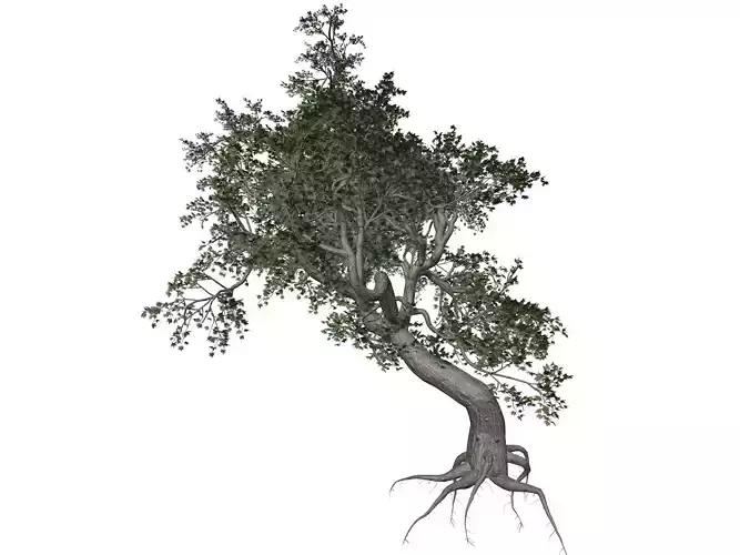 Japanese Maple Tree - 06 -