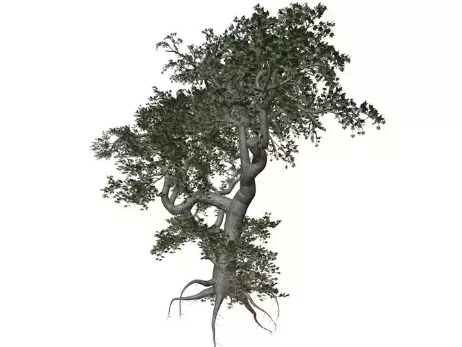 Japanese Maple Tree - 07 -