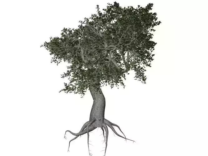 Japanese Maple Tree - 08 -